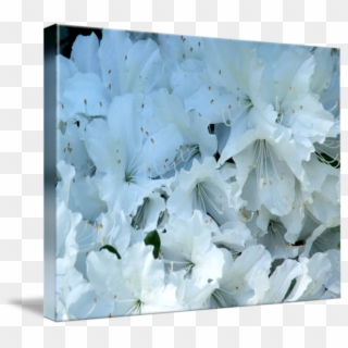 Clip Black And White Stock Azalea Drawing Rhododendron - Hydrangea - Png Download