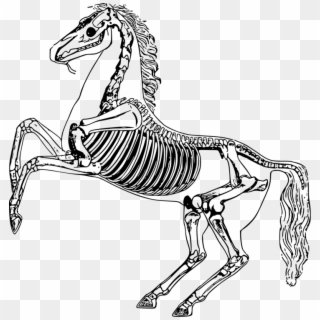 Skeletons Drawing Bones - Horse Skeleton Clipart - Png Download