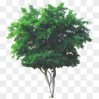 Texas Ebony - Texas Ebony Trees Clipart