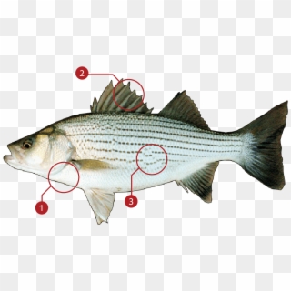 How To Identify A Striped Bass - Striper Bass Clipart