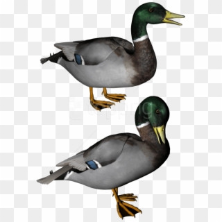 Free Png Download Duck Png Images Background Png Images - Duck Clip Art Transparent Png
