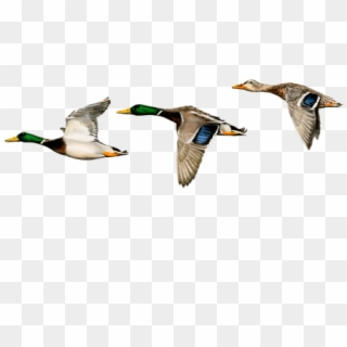 Bleed Area May Not Be Visible - Mallard Clipart