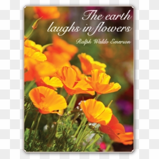 One Of My Favorite Quotes And California Poppies In - Boys Over Flowers Luxury Edition Clipart