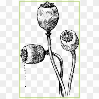 Amazing Seeds Love - Opium Clipart - Png Download