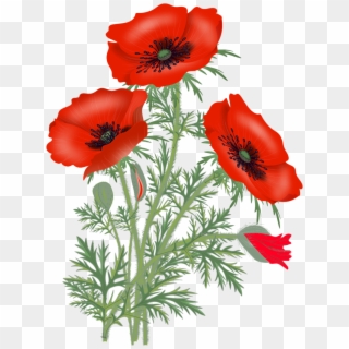 Pic @source - Poppy Flower Png Clipart