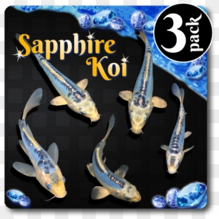 Sapphire Standard Fin Koi 3 Pack Free Shipping [sapphire3pk] - Whale Clipart