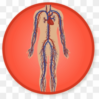 Win A Badge - Circulatory System Clipart