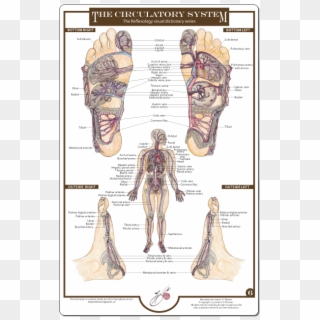 Reflexology Foot Charts Collection - Illustration Clipart