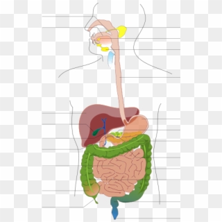Circulatory System Diagram Unlabeled - Digestive System Diagram No Labels Clipart