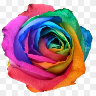 Click And Drag To Re-position The Image, If Desired - Rainbow Rose Png Clipart