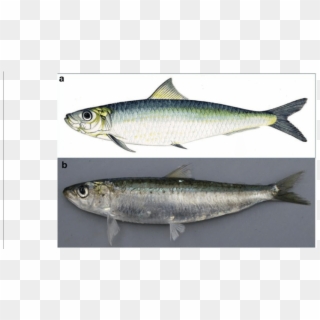 Images Used In The Projective Test Of European Sardine - Sardina Pilchardus Clipart