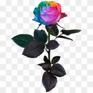Rainbow Rose Clipart