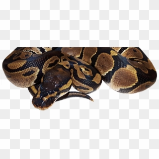 Baybeee 0 Banner - Ball Python Png Clipart