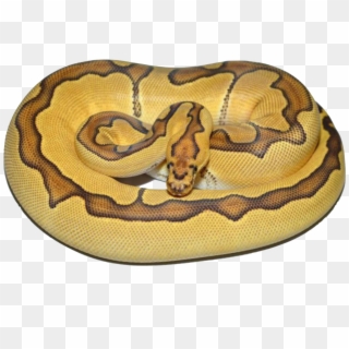 Enchi Clown I Made The Background Transparent For You - Rock Python Clipart