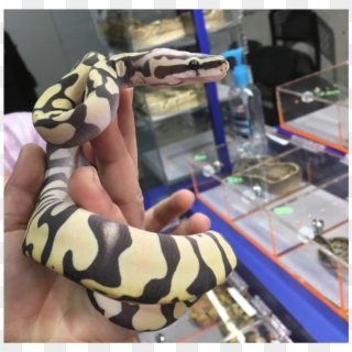 Scaleless Snake, Scaleless Head, Scaleless Ball Python - Burmese Python Clipart