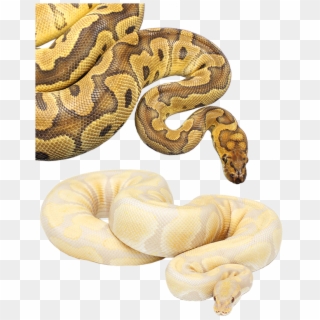 Monthly Special - Burmese Python Clipart