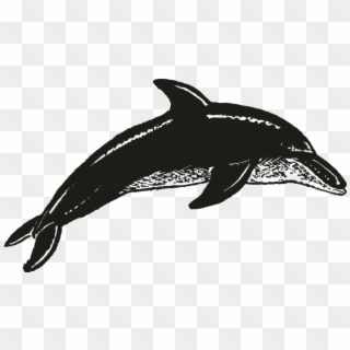 Smock Dolphin Motif - Common Bottlenose Dolphin Clipart