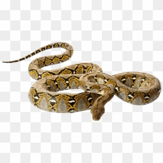 Royal Pythons Are Also Called Ball Pythons Because - Reticulated Pythons On White Background Clipart
