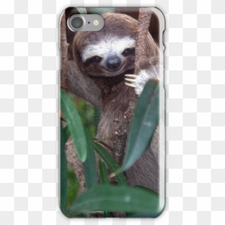 Sloth Iphone 7 Snap Case - High Quality Sloth Clipart