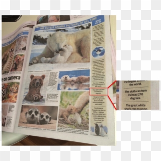 Advertiser1 Advertiser2 - Sumatran Rhinoceros Clipart