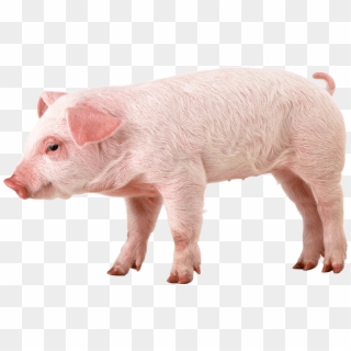 Pink Pig - Pig With Down Syndrome Clipart