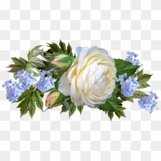 Rose, White, Flower, Plumbago, Garden, Nature - Garden Roses Clipart
