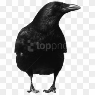 Free Png Download Crow Large Front Png Images Background - Crow Png Clipart