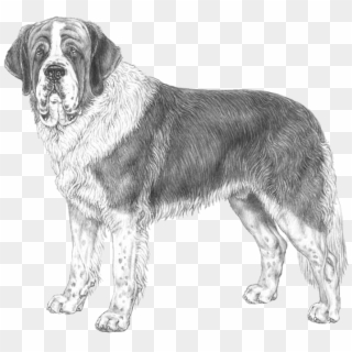 Saint Bernard - Saint Bernard Dog Drawing Clipart