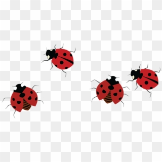 Also, Many People Find Them Disgusting Because Their - Ladybug Clipart