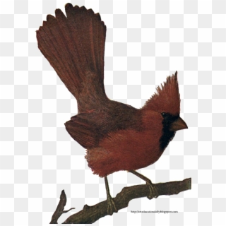 Cardinal Drawing Bird - Perching Bird Clipart