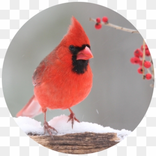 Northern Cardinal Clipart