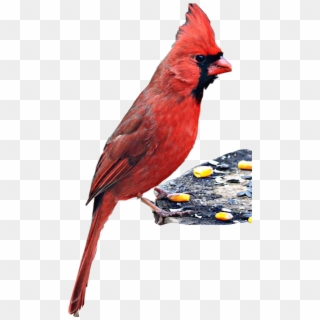 Perched Sticker - Northern Cardinal Clipart