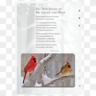 Cardinal - Cardinals In Snow Clipart