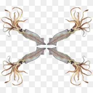 Squid Clipart