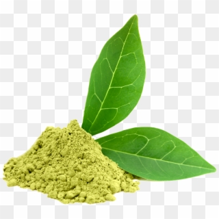Green Tea Png Photos - Green Tea Extract Png Clipart