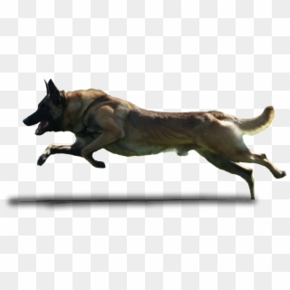 Running Dogs Png Clipart