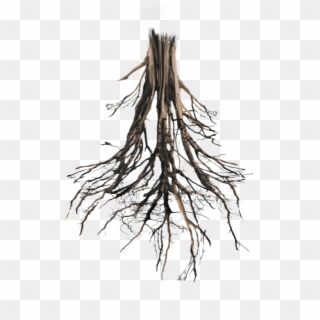 Roots Png - Tree Roots Png Hd Clipart