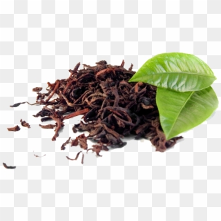 Tannins In Tea Leaves Clipart