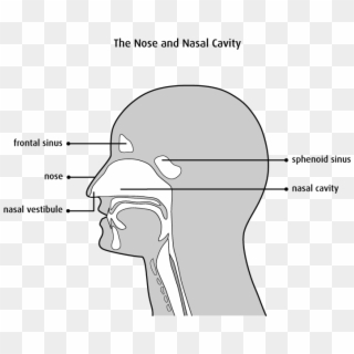 Structure Of The Nasal Cavity - Nose And Nasal Cavity Diagram Clipart