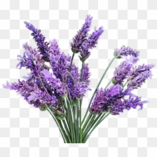 Png Image - Lavender Plant Clipart