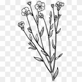 English Lavender Drawing Botany Plant French Lavender - Lavender Drawing Black And White Png Clipart