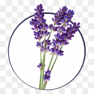 Aromatherapy For Natural Living - Free Lavender Png Clipart