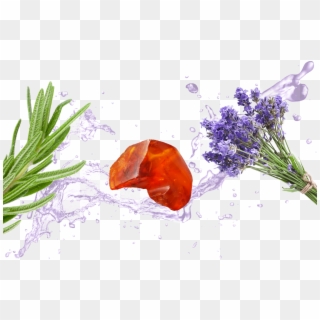 Sweet - English Lavender Clipart