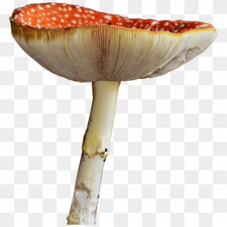 Download - Edible Mushroom Clipart