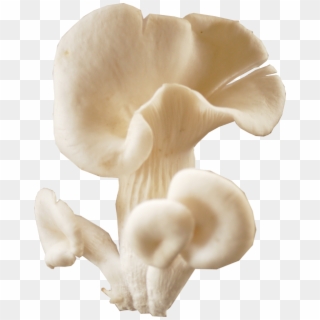 Mushroom Download Transparent Png Image - Oyster Mushroom Png Clipart