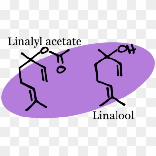 Minor Volatile Components That Contribute To The Scent - Chemical Structure Of Lavender Oil Clipart
