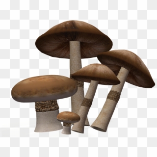 Mushroom Png Image Background - Shiitake Clipart