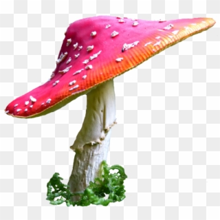 Alice In Wonderland Mushroom Png Clip Art Royalty Free - Alice Mushrooms Png Transparent Png