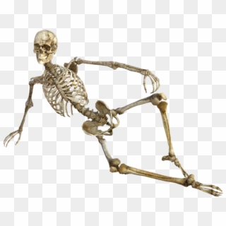Skeleton, Bones, Anatomy, Human, Medical, Body - Skeleton Funny Png Clipart