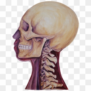 03 Heads Bone - Skull Clipart